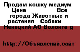 Продам кошку медиум › Цена ­ 6 000 000 - Все города Животные и растения » Собаки   . Ненецкий АО,Волонга д.